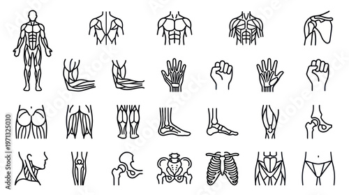 Human Anatomy Line Art Icons. Medical Outline Set of Muscles, Bones  Body Parts