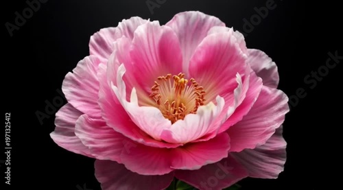 Peony Flower Blooming in Dramatic Light on Black Background Macro Video