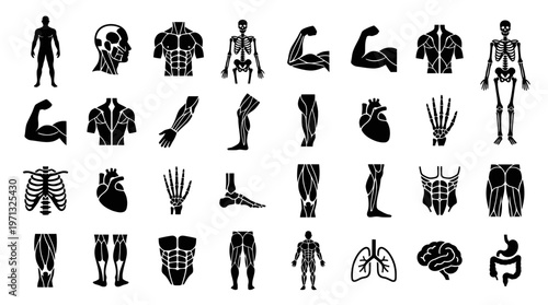 Human Anatomy Medical Glyphs: Body Parts, Skeletal, Muscular, Internal Organ Systems Icons