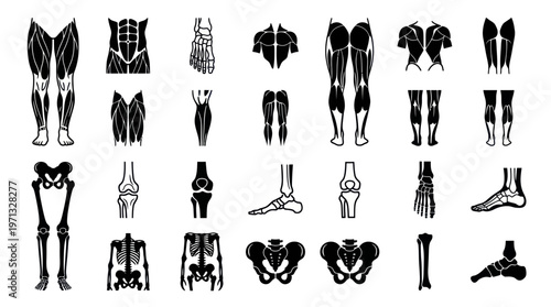 Medical Human Anatomy Muscles and Bones Glyph Icons Vector Set