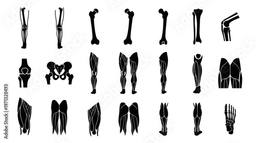 Medical Anatomy Glyph Icons: Human Leg Bones, Muscles, Joints, and Pelvis Silhouettes