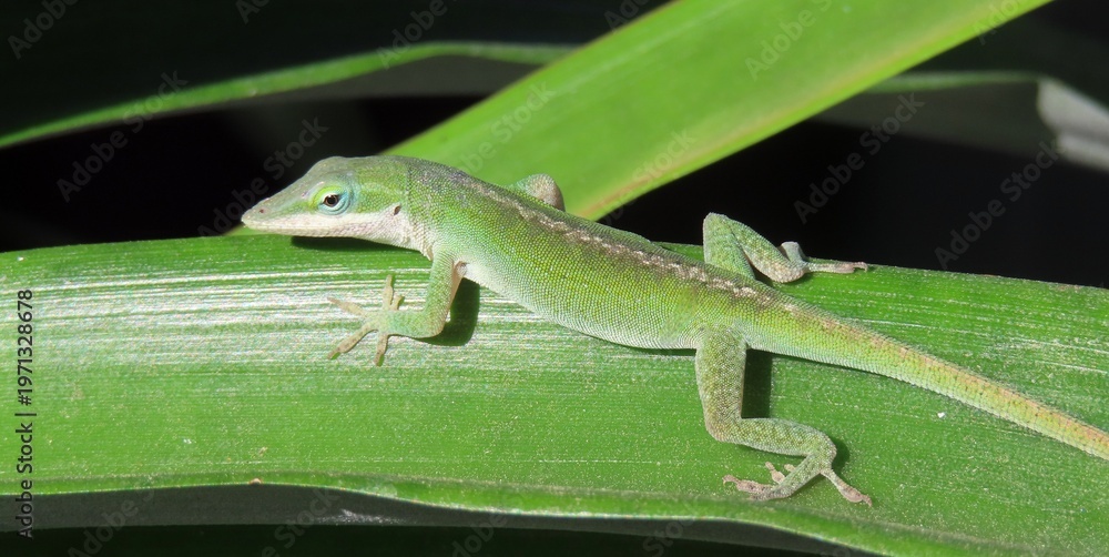 Fototapeta premium Green anole lizard resting on green leaves in Florida wild, closeup