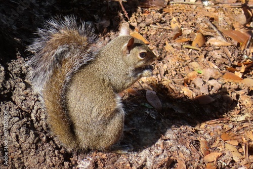 Gray american squirrel eats nuts in Florida nature