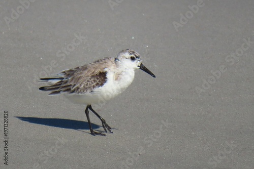 Sandpiper bird on the beach in Atlantic coast of North Florida