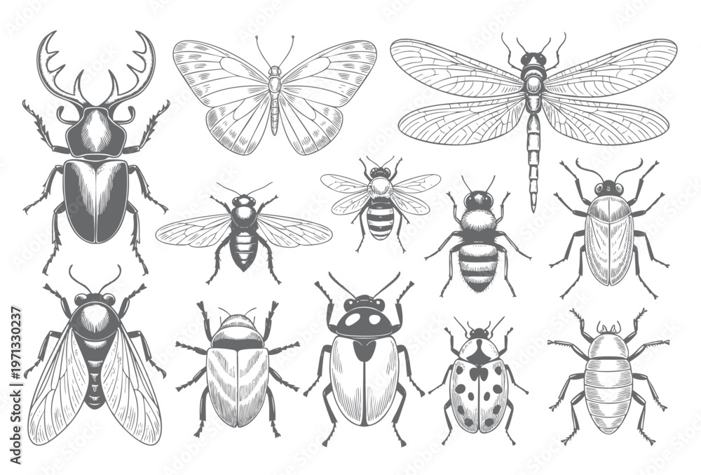 Obraz premium Vintage insect collection engraving set hand drawn sketch line art isolated vector illustration