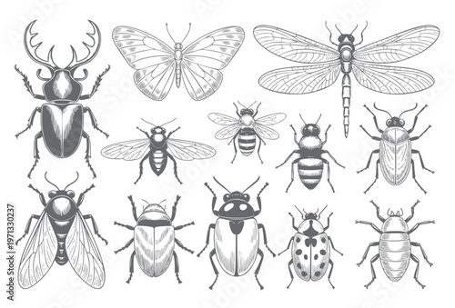 Vintage insect collection engraving set hand drawn sketch line art isolated vector illustration