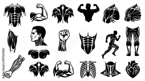 Fitness and Medical Human Anatomy Muscles Glyphs - Black  White Body Parts Icon Set