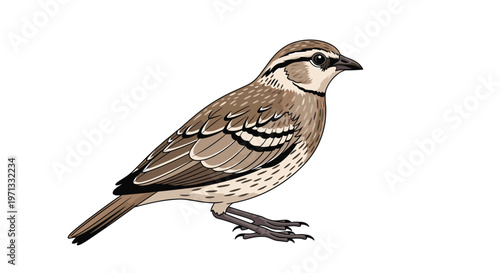 Detailed illustration of a common sparrow bird standing isolated on a white background with realistic feather patterns.