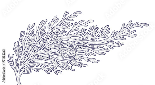 Black and white hand-drawn botanical illustration of a complex coral-like branch or underwater seaweed structure.