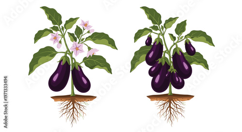Botanical illustration showing two eggplant plants at different growth stages with roots visible in the underground soil.