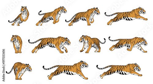 Detailed tiger running and jumping animation frames sequence featuring wild predatory cat in various dynamic poses.