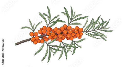 Realistic illustration of a sea buckthorn branch with ripe orange berries and green leaves isolated on white background.