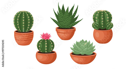 Variety of indoor potted plants including various cacti and succulents in terracotta clay pots isolated on white.