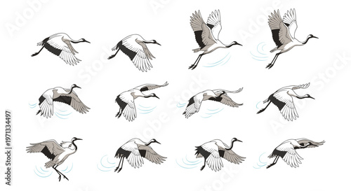 Graceful crane bird flight animation sequence frames showing wings flapping and different aerial poses on white.