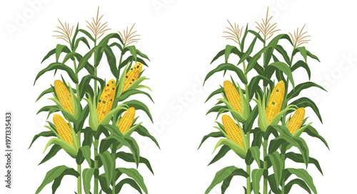 Two tall corn stalks with large ripe yellow cobs of corn and green leaves showing a comparison between healthy and pest-infested plants.