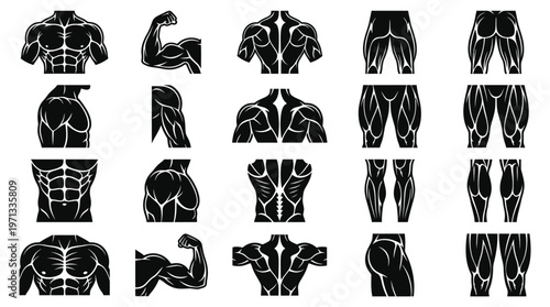 Human Muscular Anatomy Fitness Icons Set - Bodybuilding Glyph Vector Illustration