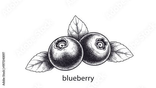 Detailed vintage style black and white engraving of two ripe blueberries with three leaves on a plain white background.