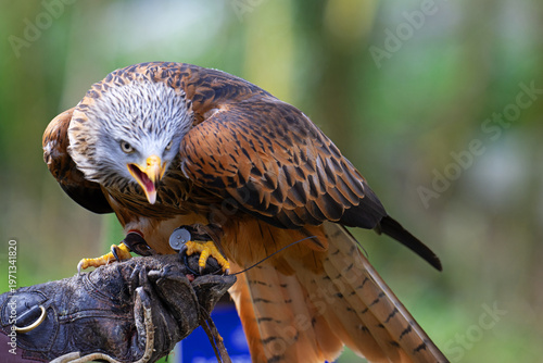 Red kite on its trainer's gauntlet. 