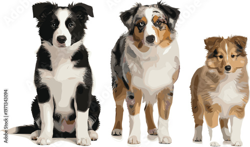 Border Collie Dog Vector Set with Sitting and Standing Poses, Adult and Puppy Breeds, Realistic Pet Illustrations for Web, Apps, Print, and Educational Designs