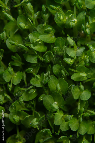Top View of Fresh Pea Microgreens Texture with Dew Drops