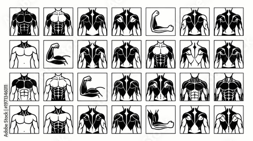 Fitness  Bodybuilding Anatomy Icons Set: Black and White Line Art Human Torso  Arm Muscles