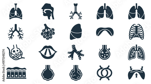 Human Respiratory System Anatomy Glyph Icons - Lungs, Bronchi, Alveoli, Diaphragm