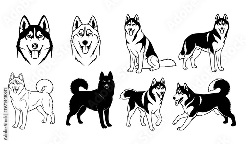 Siberian Husky vector set – dog breed illustration bundle