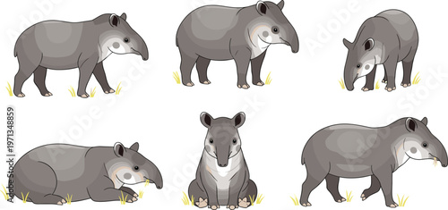 Cute Tapir Vector Set with Cartoon Poses, Standing, Sitting, Sleeping, and Grazing Illustrations for Wildlife, Educational, Web, Apps, and Print Designs