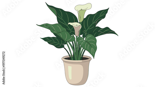 Elegant potted calla lily plant with fresh white flowers and lush green leaves in a simple beige ceramic pot for indoor decoration.