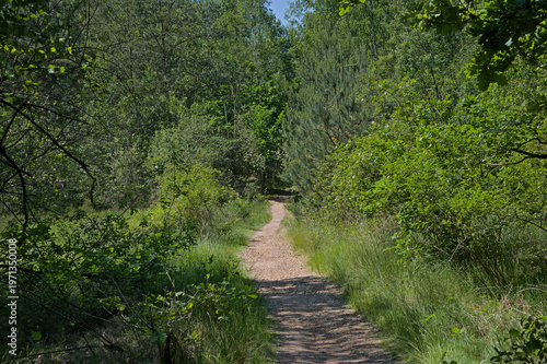 Hiking trail through heathland with trees in the flemish countryside near Genk, Flanders, Belgium.