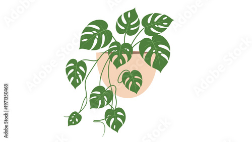 Green monstera deliciosa houseplant with large split leaves growing in a peach colored hanging pot isolated on a clean white background.