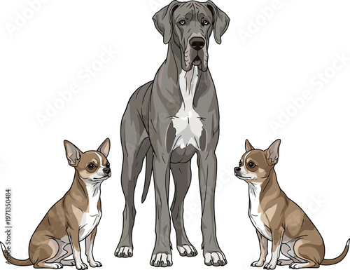 Dog Vector Set with Great Dane and Chihuahua Breeds, Sitting and Standing Poses, Realistic Pet Illustrations for Web, Apps, Print, and Educational Designs