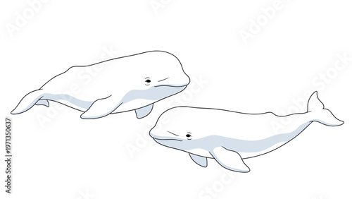 Pair of white beluga whales swimming together in a minimalist style against a plain white background representing marine life.