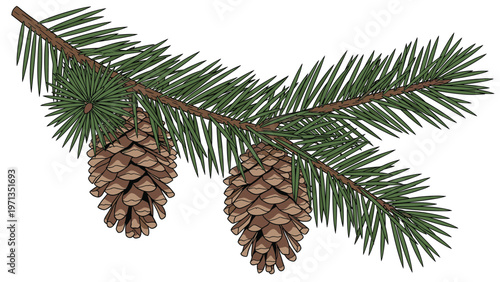 Evergreen pine tree branch featuring two textured pine cones for winter holidays and natural woodland decorations.