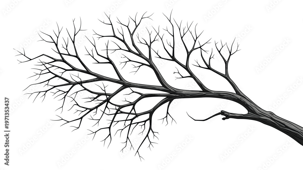 Obraz premium Detailed illustration of a bare tree branch with many smaller twigs stretching out against a solid white background.