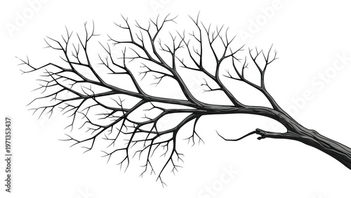 Detailed illustration of a bare tree branch with many smaller twigs stretching out against a solid white background.
