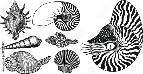 Seashell Vector Set Illustrations Featuring Nautilus, Conch, Scallop, and Spiral Shells in Black and White Detailed Line Art for Marine, Ocean, and Beach Designs
