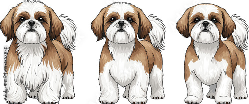 Photos Shih Tzu Dog Vector Set with Sitting and Standing Poses, Realistic Brown and Whi