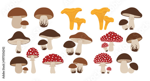 Large collection of different types of edible and poisonous mushrooms including chanterelles and fly agaric for botanical identification.