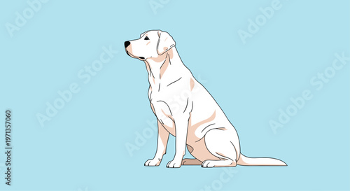 Calm white labrador retriever dog sitting patiently and looking to the side in a profile view on blue background.