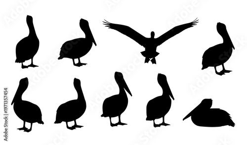 Pelican silhouette set collection with standing flying and resting seabird poses vector isolated on white