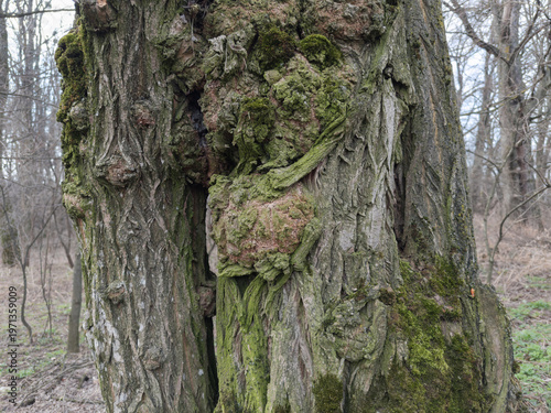 Photography Tree trunk with numerous outgrowth in forest at overcast day
