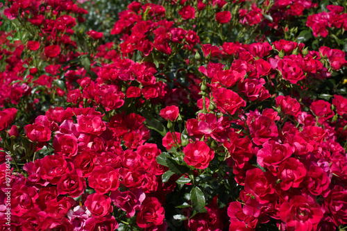 Small red groundcover roses sunlight
