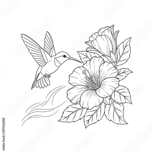 Detailed Hummingbird and Hibiscus Flower Line Art for Coloring