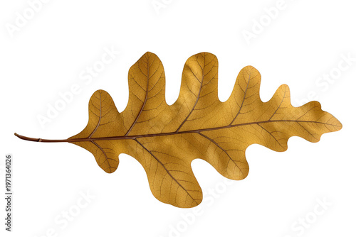 Oak leaf changing colors for autumn season, dry golden foliage with detailed veins, transparent background