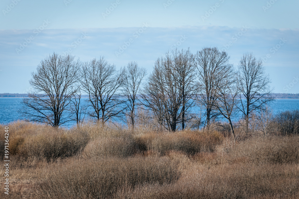 Fototapeta premium Leafless trees line the shore of a calm lake under a clear blue sky, with sparse vegetation in the foreground and water visible in the background