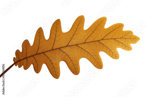Autumn oak leaf changing colors, detailed botanical foliage falling, seasonal nature element with transparent background