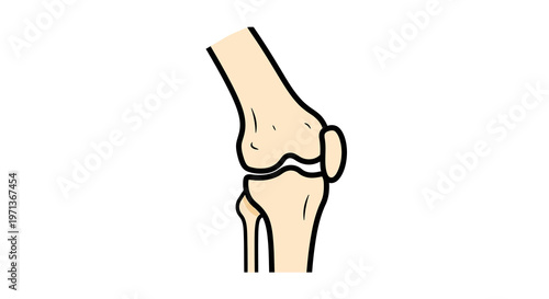 Human Knee Joint Bone Anatomy Vector Illustration