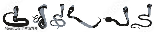  cobra illustration set on white background 