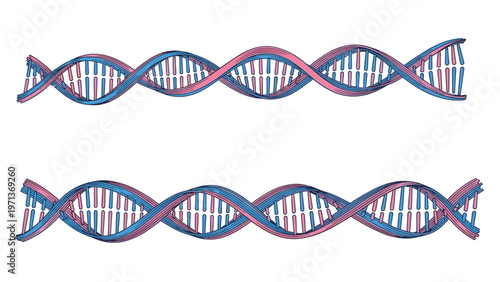 Two colorful double helix DNA strands in blue and pink are illustrated in a hand drawn sketchy style representing genetics and science.
